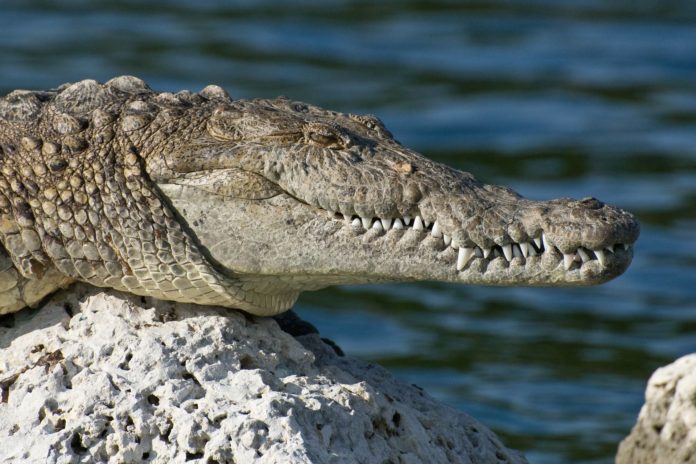 Großes Krokodil