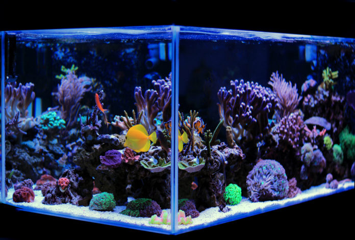 Modernes und beleuchtetes Aquarium