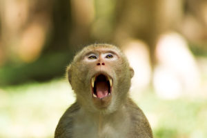 Affe mit aufgerissenem Maul