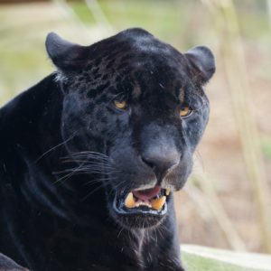 Ein schwarzer Panther, der die Zähne zeigt