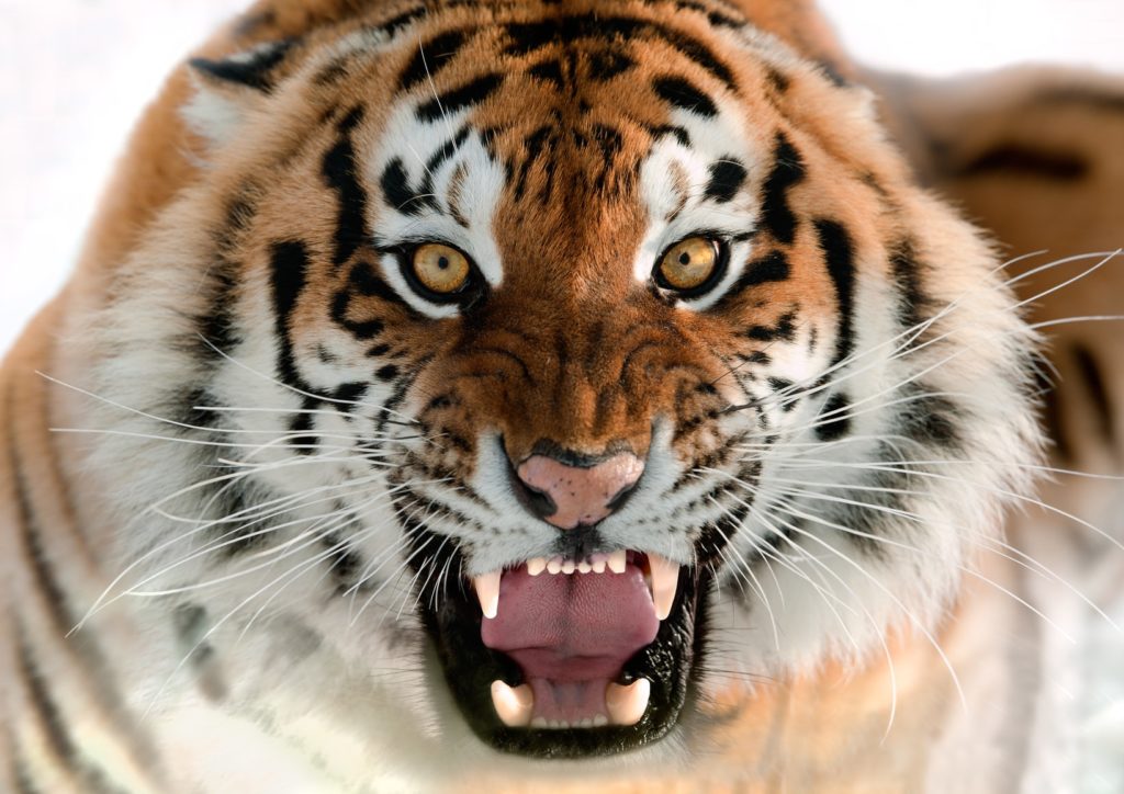 Wilder Tiger mit geöffnetem Maul