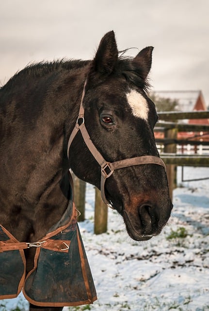 Tiere und Umwelt: Warum das Oldenburger Pferd ein Beispiel für nachhaltige Tierhaltung ist